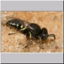 Oxybelus bipunctatus - Fliegenspiesswespe m07 5mm Sandgrube Niedringhaussee.jpg